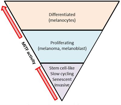 Stem Cell-Derived Models of Neural Crest Are Essential to Understand Melanoma Progression and Therapy Resistance